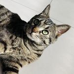 胡的猫宁