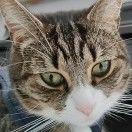 Zimba