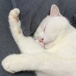 猫猫格尔