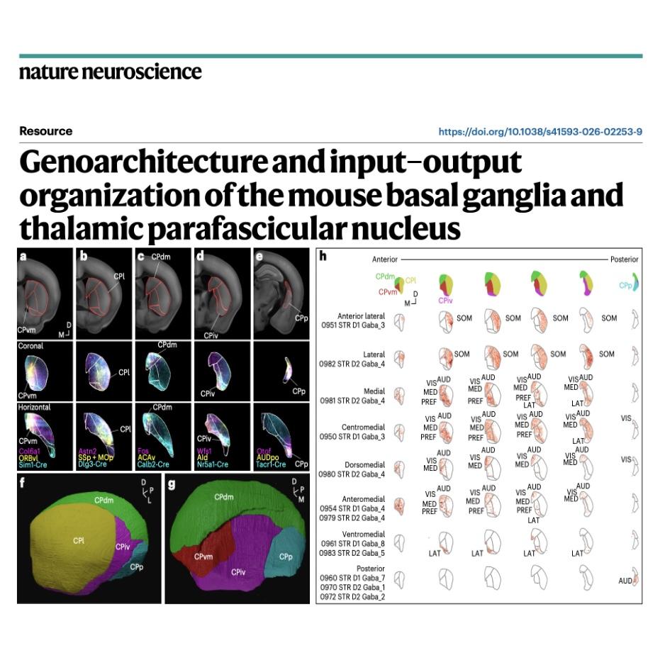 1291-Genoarchitecture & Organization of Mouse Basal Ganglia episode artwork