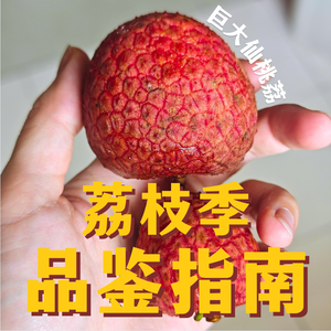 原来荔枝有600多种！茶味、汽水味、巨型荔枝【荔枝季品鉴指南】