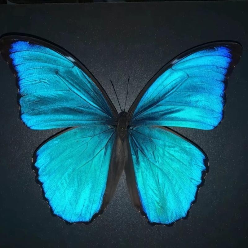 podcast-avatar