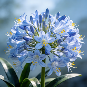 早花百子莲:独特花期