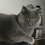 艾露猫想吃鱼