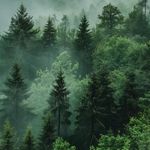 有很多的树和书