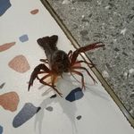 嚣张小龙虾