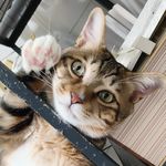 狸青青