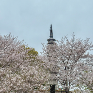 026 吴越春行:在杭州 走一条千年踏青路