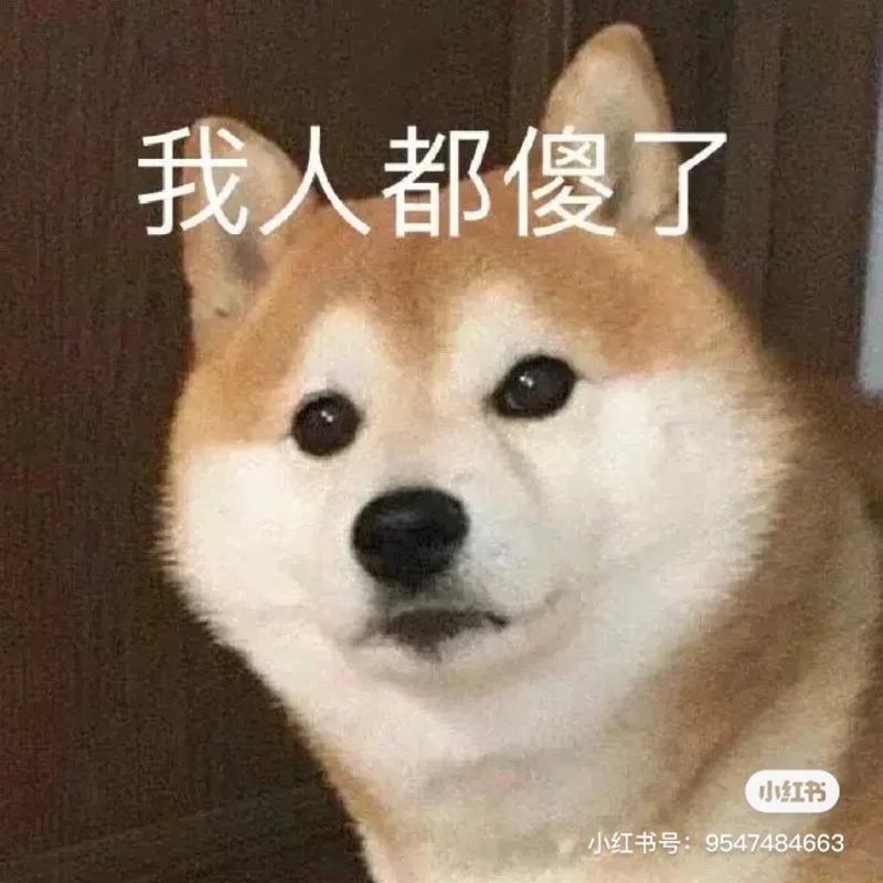 爱吃瓜的水星
