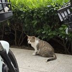 小猫就是这样可爱