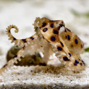 Vol.4 特别版| 他在家里有一个水族馆！保证真实性、满足好奇心的海王弗兰克