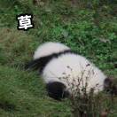 是大机智不是大鸡翅