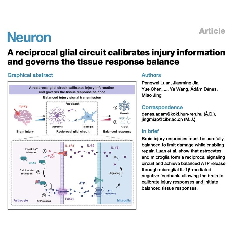 917-Glial Circuit Governs Balanced Brain Injury Responses episode artwork