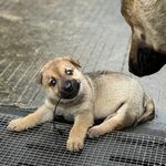 妖妖子分胃