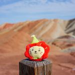哇圆圆的大脑袋