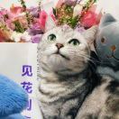 上汤豆比