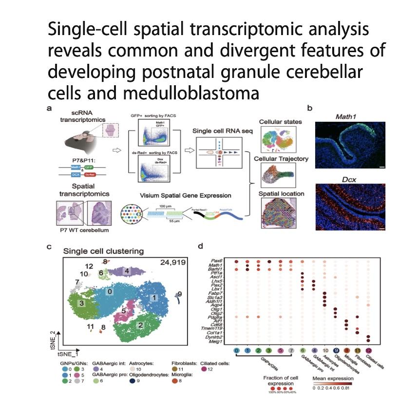 899-Cerebellar Development & Medulloblastoma Spatial episode artwork