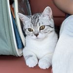 来碗拌面吧