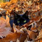 Sylvie_123