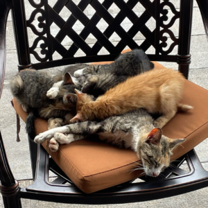 Vol.92 大理vs丽江:一个脱口秀演员的双城旅居生活