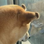 小狗就不用上班