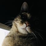 Lion_n
