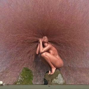 子菲鱼