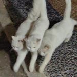 批发月球表土的少女A