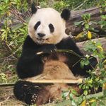 RayPanda
