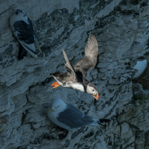 EP117 招聘数据中的Alpha