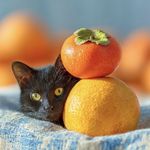 玄猫小墨