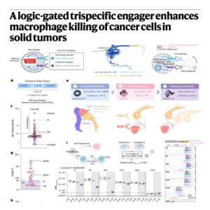 759-逻辑门控三特异性巨噬细胞实体瘤衔接器