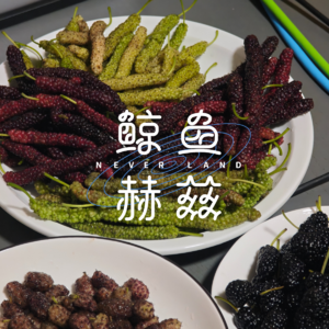 Vol.261 黑不是桑葚的唯一颜色，好吃不是桑树的唯一目的