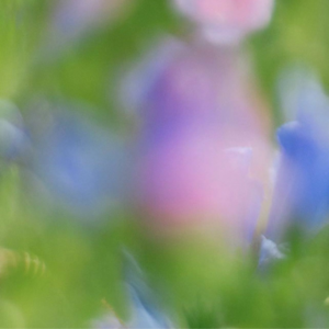 《桃花知道吗》 海桑