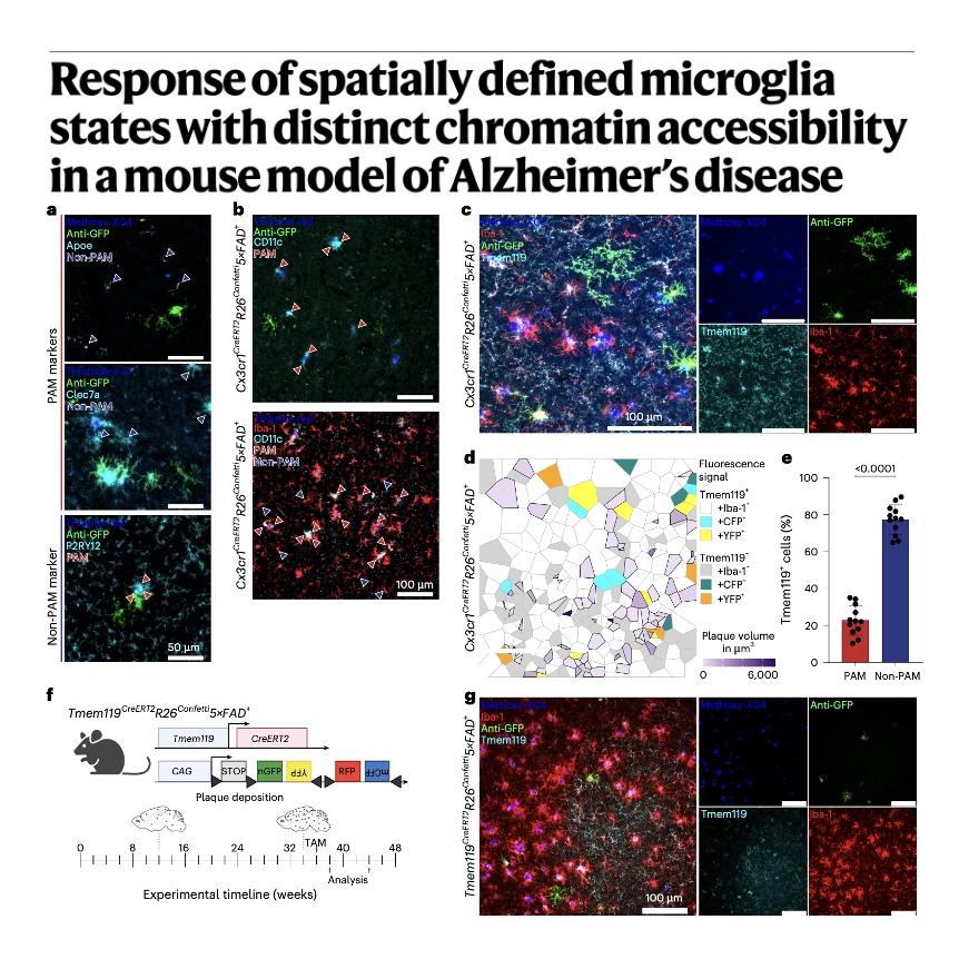934-Plaque-Associated Microglia in Alzheimer’s Disease episode artwork