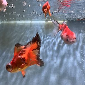 hi冰美式不加热