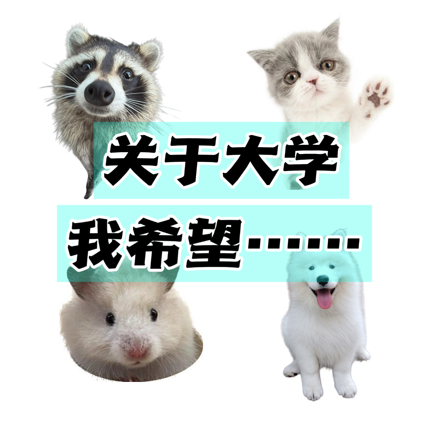 11 ｜关于大学，我希望…… episode artwork