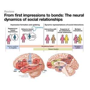 1517-Neural Systems of Social Cognition and Relationship