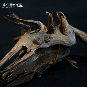 柬埔寨沉香的没落与辉煌：探访柬埔寨沉香一姐