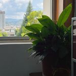 一块小小的起司