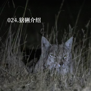024.《疯狂动物城2》里的宝伯特,竟是能和狼硬刚的中型猛兽?