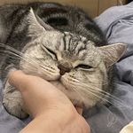十二_Mvfv