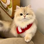 全世界最好的妙