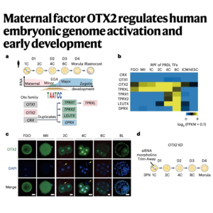 272-OTX2 Governs Human Early Embryonic Genome Activation