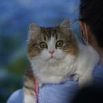 西格莱