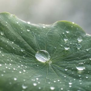 六十日主之癸水解读