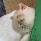 MissW_dE2H