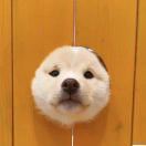 是阿孟鸭