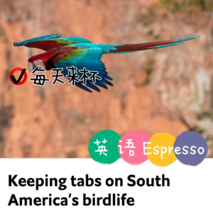 【43】聚焦南美洲野生鸟类