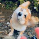 颉宝